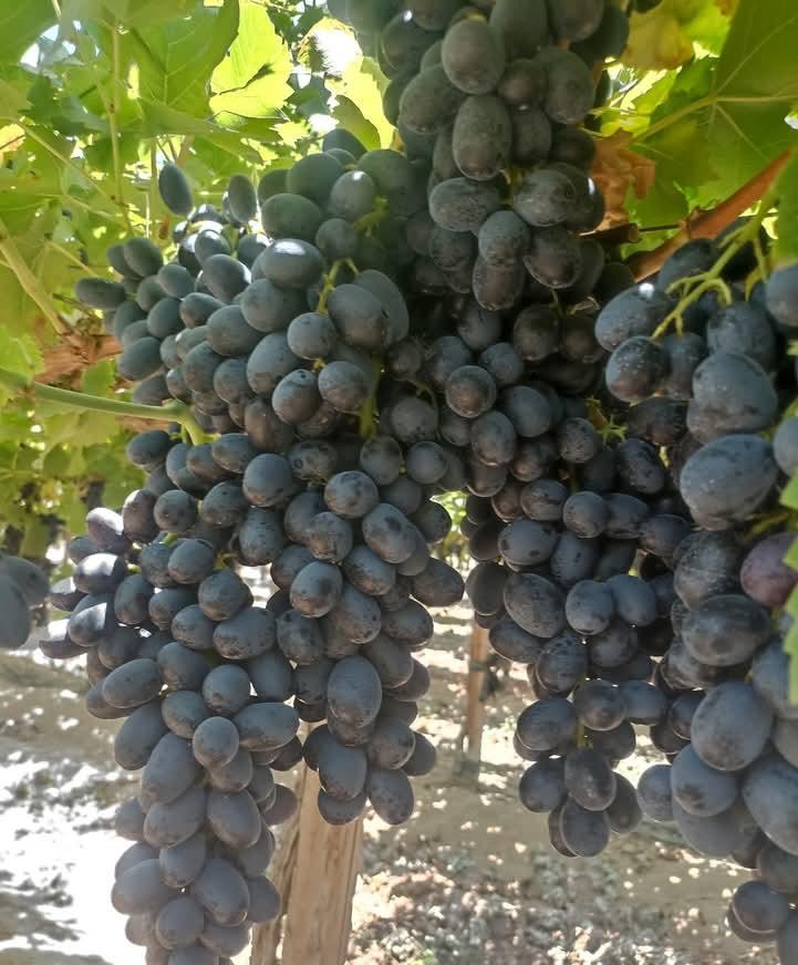 802d16fa 6420 4462 a4b2 414236169d0c