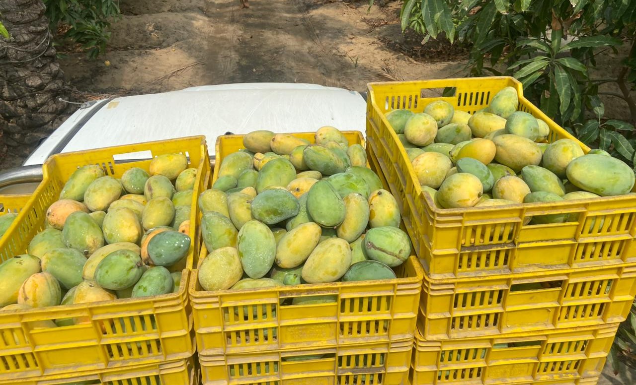 Al Rehab Egyptian Agricultural Export Company