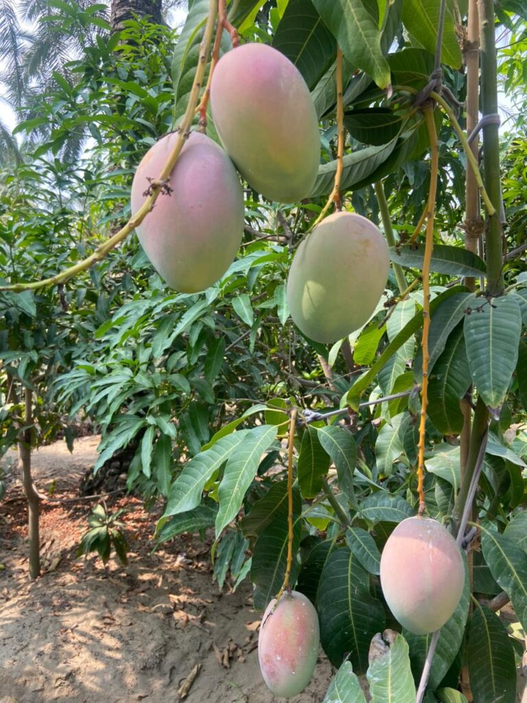 whatsapp image 2026 01 06 at 11.12.21 pm