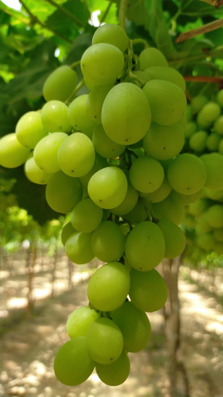 whatsapp image 2026 01 07 at 12.02.16 am