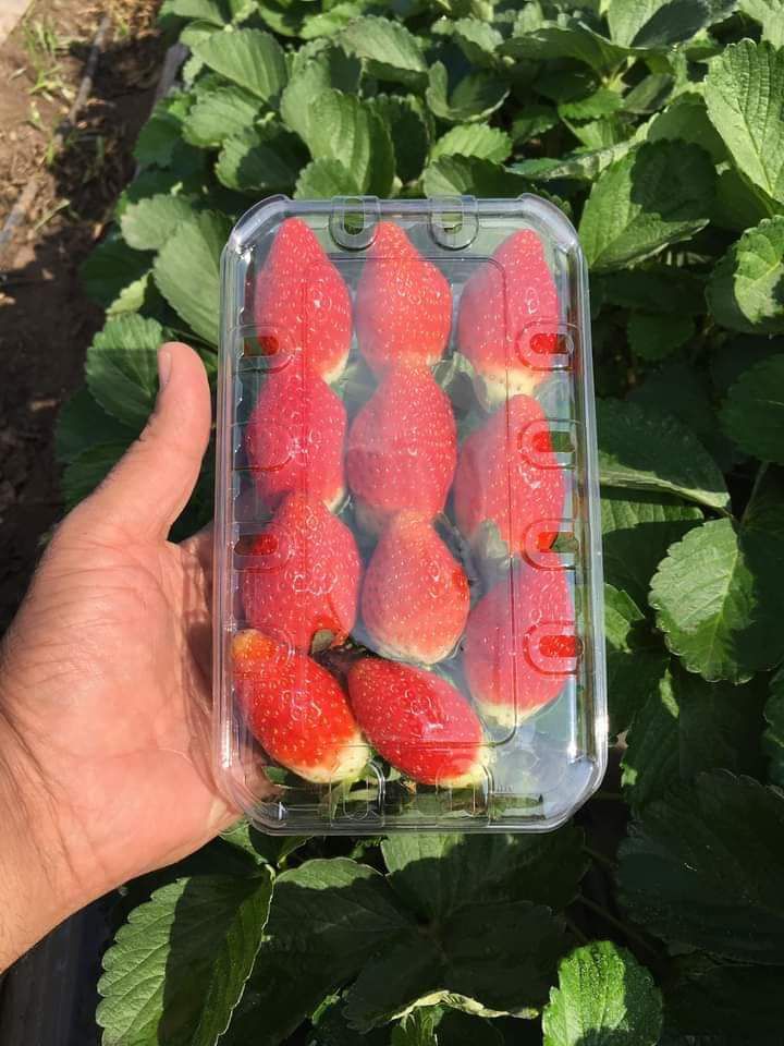 Al Rehab Egyptian Agricultural Export Company